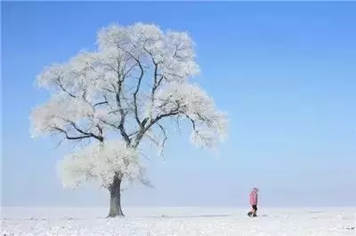 吉林雾凇岛——非雪非冰皆是霜-电老虎网