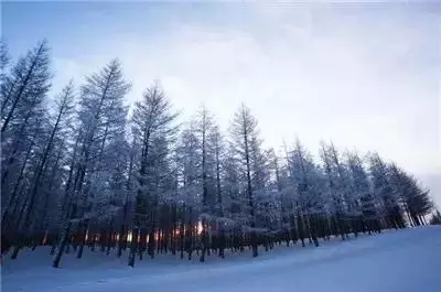 内蒙古牙克石——迷人的林海雪原-电老虎网